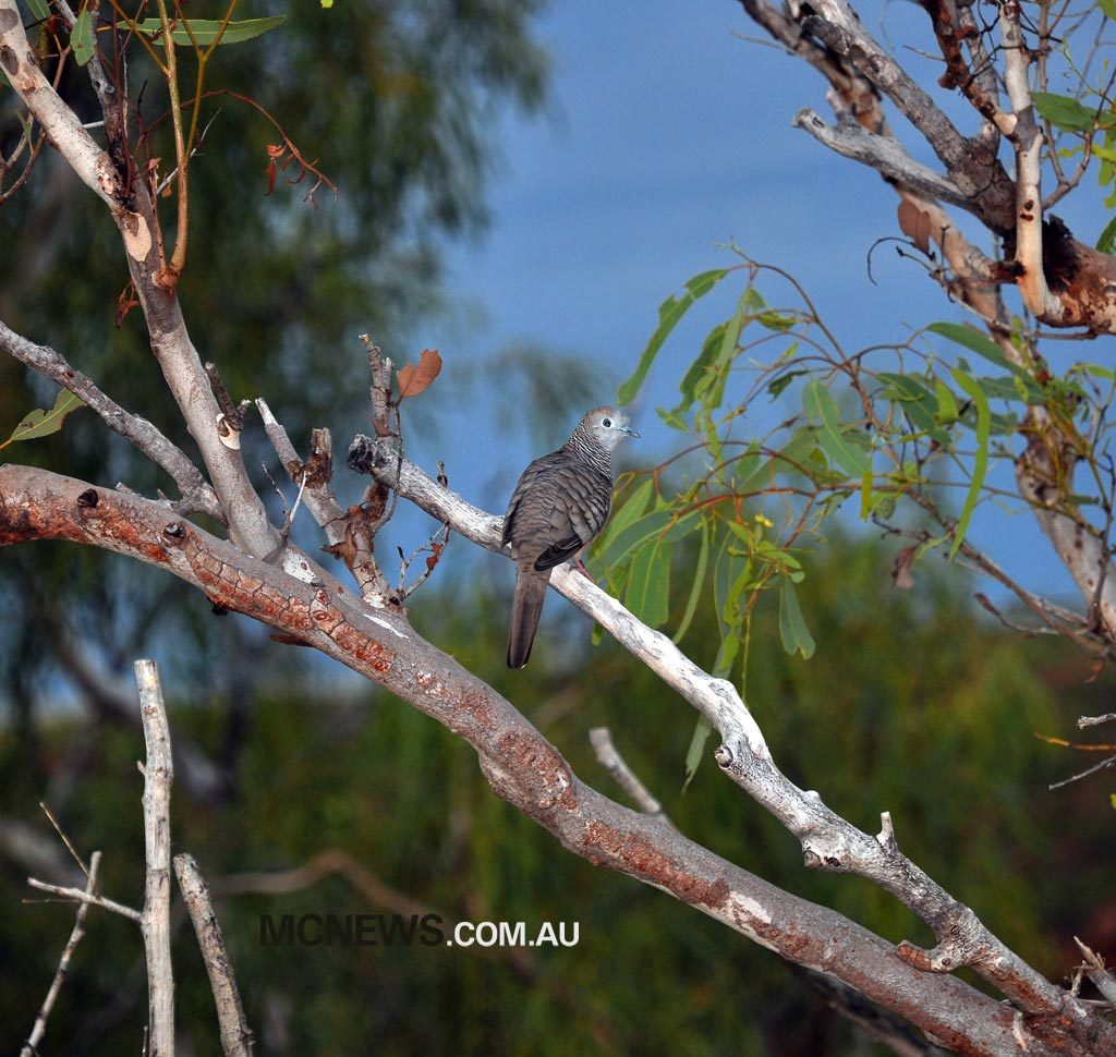 Riding Around Australia - There was plenty of wildlife, native and introduced, with some providing more of a risk than others