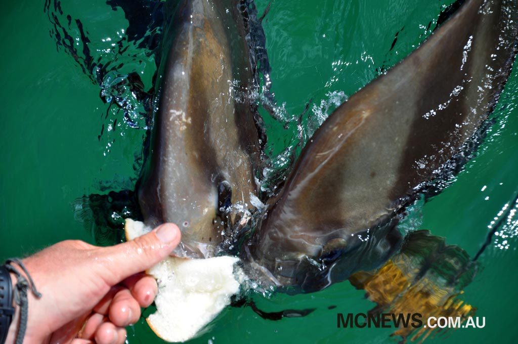 Riding Around Australia - Feeding the batfish