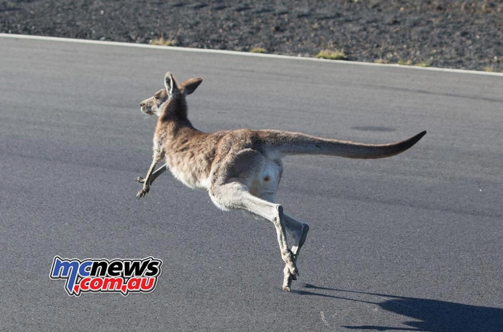 The kangaroo was last seen leaving the circuit in disgust - Image by TBG