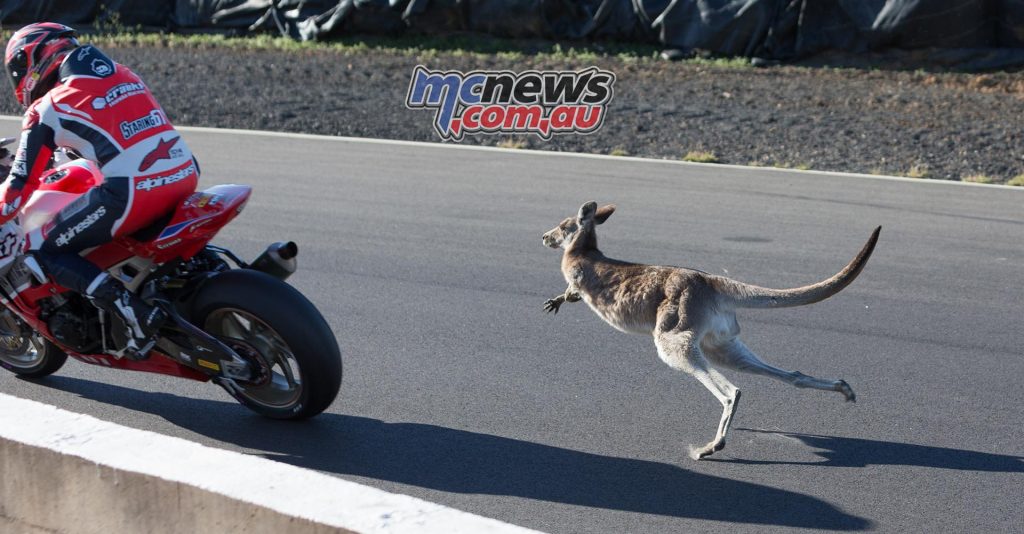 Bryan Staring clipped a kangaroo this afternoon during final qualifying for ASBK Round five at Morgan Park - Image by TBG