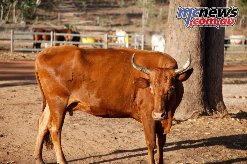 Daryl Beattie Adventures Cape Cairns CRF vs Bull